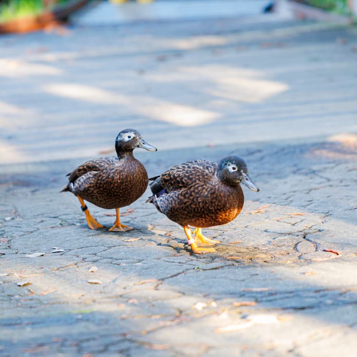 Teal ducks